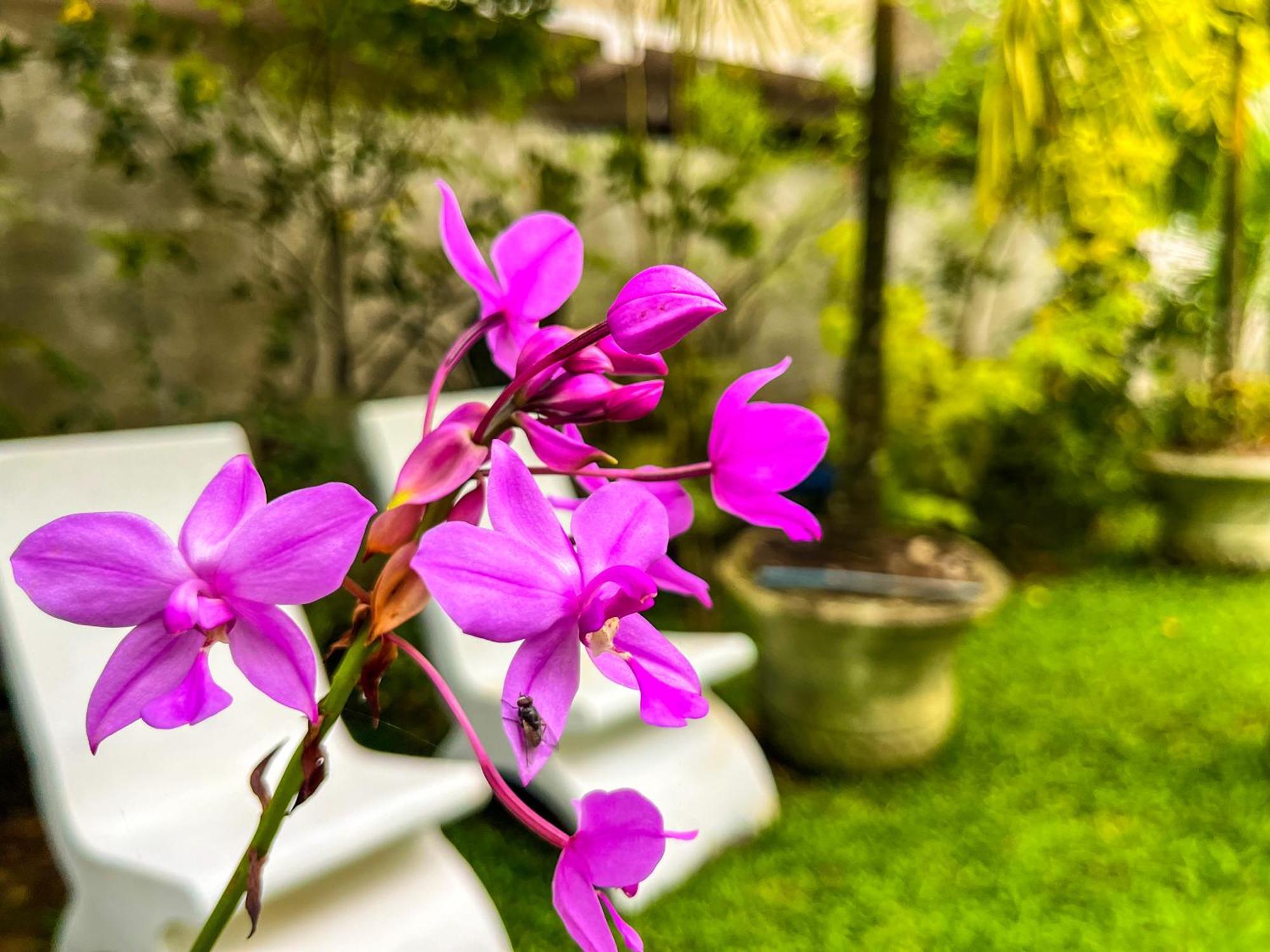 Galle Camellia Dış mekan fotoğraf